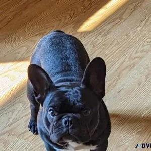 Male Frenchie
