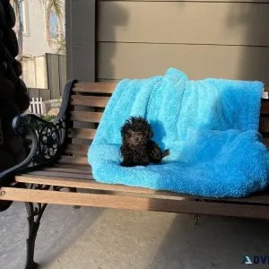 Teacup Poodle puppy male - Magnum