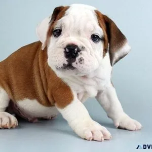 AKC Miniature English Bulldog puppies Available
