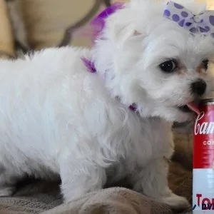 AKC Teacup Maltese puppies available
