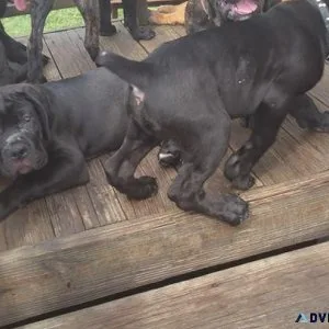 Well Socialized Cane Corso Puppies for sale