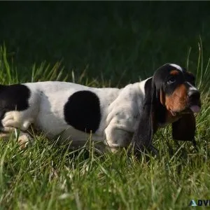 Healthy Basset Hound puppies searching for new forever homes.