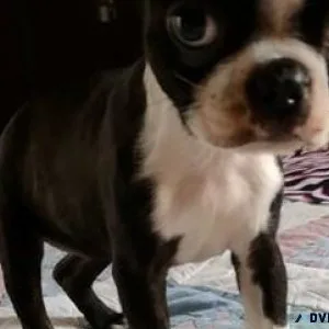 Lovely Boston Terrier puppies  Ready Now