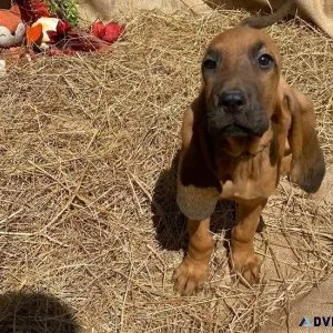 Beautiful Bloodhound puppies available