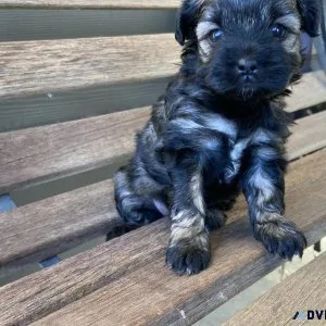 Shih Tzu female puppy - Antonette