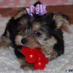 Adorable Morkie Puppies for sale