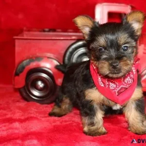 AKC Teacup Yorkie puppies ready now