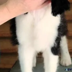 Gorgeous English Springer Spaniel Puppies