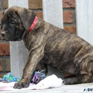 Male and female Bullmastiff puppies available