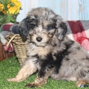 Gorgeous Aussiedoodle puppies searching for new forever homes