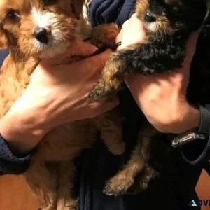 Home raised Cavapoo Puppies ready for forever homes