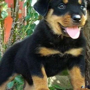 AKC reg. German Rottweiler Puppies for sale.