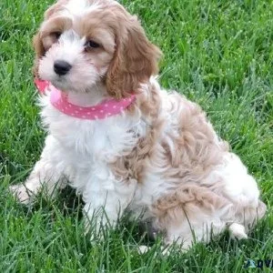 Home raised Cavachon Puppies for sale.