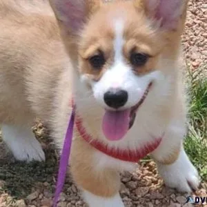 AKC Pembroke Welsh Corgi puppies for sale