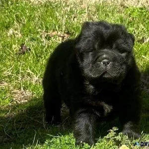 Healthy Chinese Shar-Pei Puppies