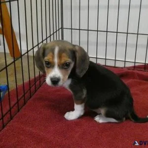 Stunning Beagle Puppies. Boys and girls