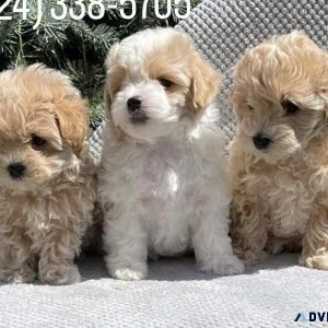 Maltipoo puppies