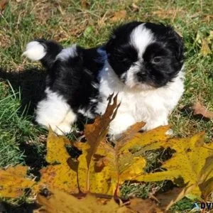 Adorable Male and female Shih Tzu puppies