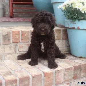 Lovely Labradoodle Puppies searching for new forever homes
