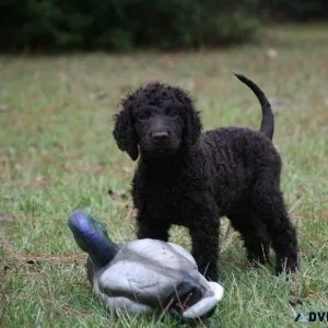 Home raised Irish Water Spaniel puppies Available NOW