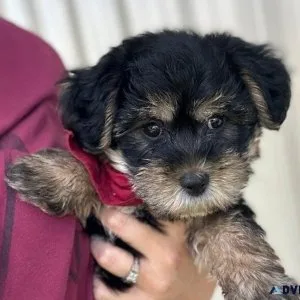Amazing Yorkie Poo Puppies male and female
