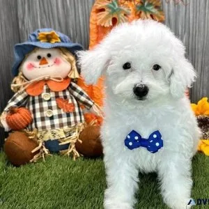 Beautiful Havanese puppies Available NOW
