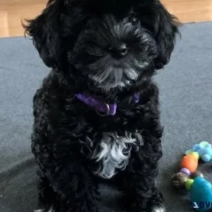 Gorgeous Havapoo puppies Available for lovely homes