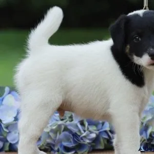 Amazing Fox Terrier Puppies ready for new forever homes now.