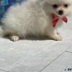 CKC registered Maltipom puppies for lovely homes.