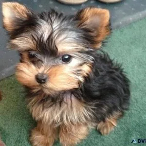 I sell dog hit me up 208-413-9977