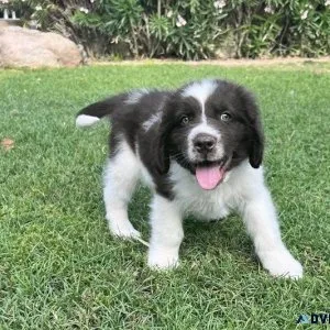 Potty Trained Newfoundland Puppies Available