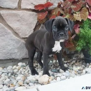 AKC Boxer Puppies girls and boys