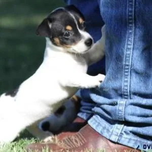 Beautiful Jack Russel Terrier Puppies