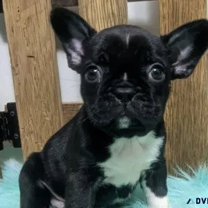 Beautiful Frenchton Puppies ready for new forever homes now