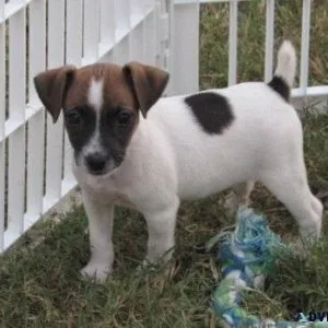 AKC Jack Russel Terrier Puppies