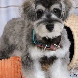 Beautiful Schnoodle puppies ready now