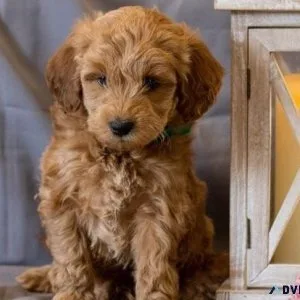 Stunning Irishdoodle Puppies. Boys and girls