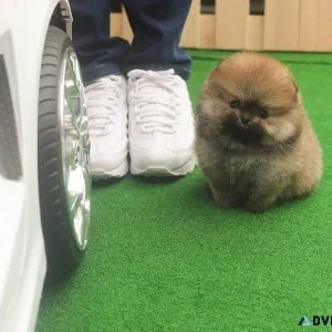 AKC registered Micro Teacup Pomeranian Puppies