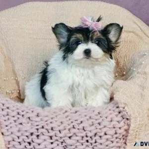 Home raised Morkie Puppies Available