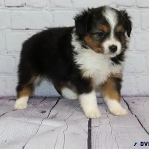 AKC Miniature Australian Shepherd puppies