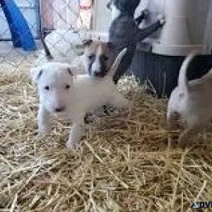 Very Healthy Miniature Bull Terrier Puppies