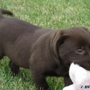 Healthy Labrador Retriever puppies AVAILABLE