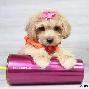 Pure Maltipoo Puppies Delight