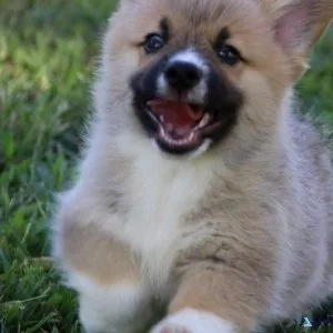 AKC registered Pembroke Welsh Corgi Puppies