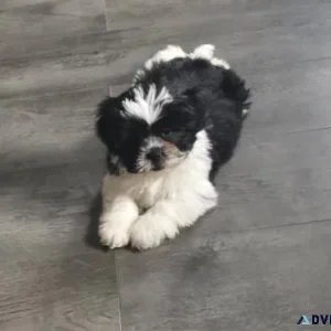 CKC registered Lhasa Apso puppies AVAILABLE.