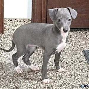 Gorgeous Italian Greyhound Puppies male and female