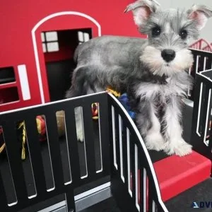 AMAZING Miniature Schnauzer Puppies Available