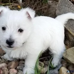 Adorable West Highland White Terrier Puppies