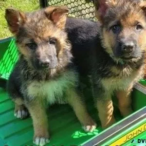 Gorgeous German Shepherd Puppies girls and boys