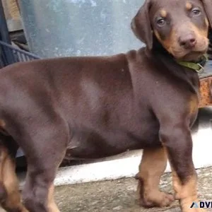 Well Socialized Doberman Pinscher Puppies available